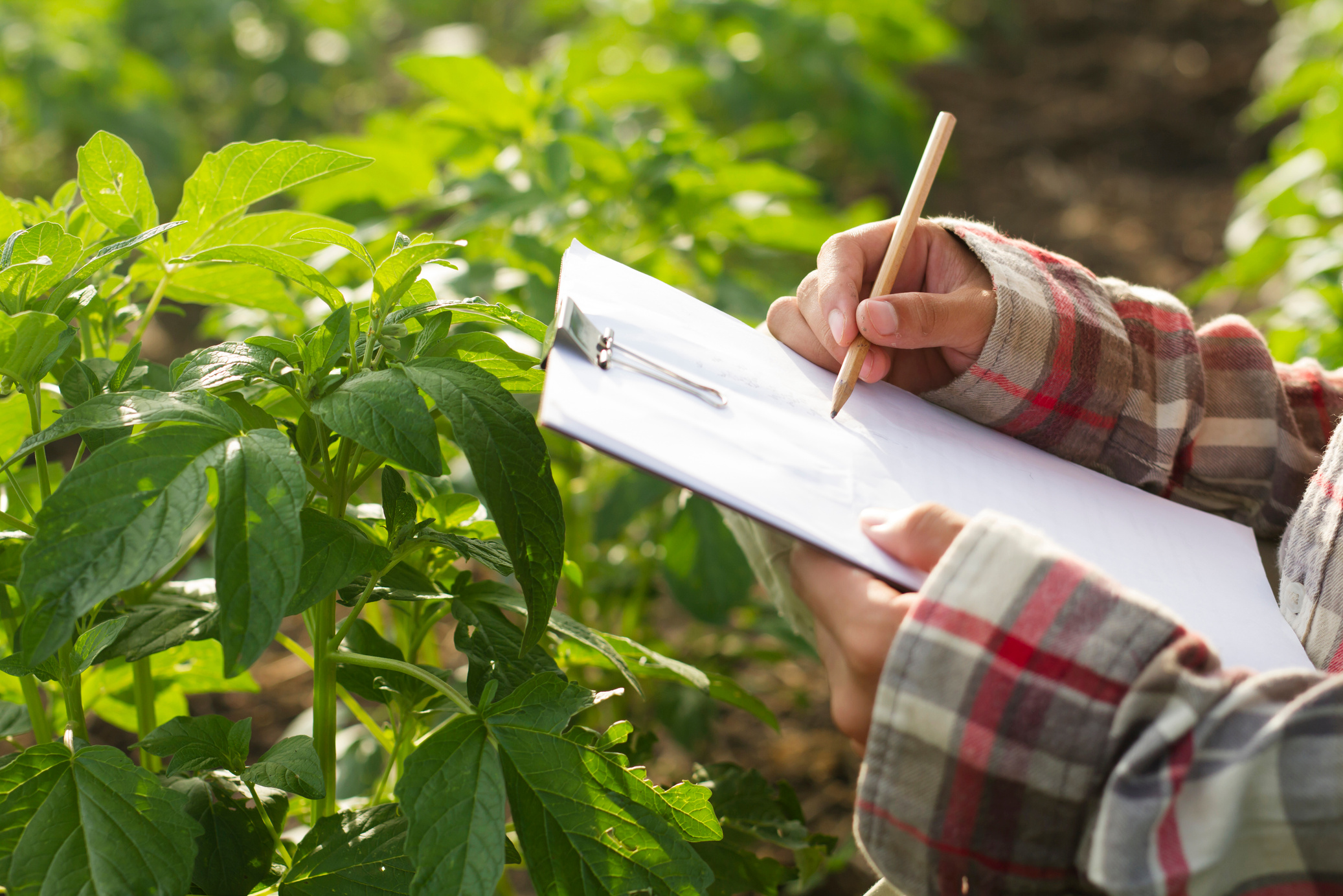Agronomist checking plant in agriculture Field